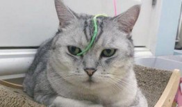 吃瓜猫抖音网红,抖音网红的美食之旅